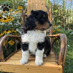 Peter, Mini Aussiedoodle Puppy