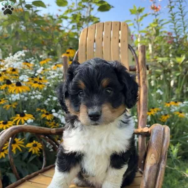 Peter, Mini Aussiedoodle Puppy