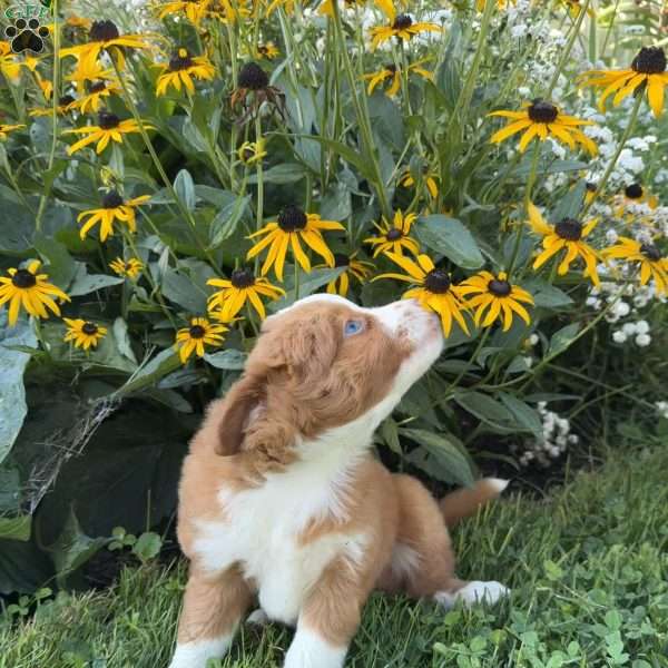 Paisley, Mini Aussiedoodle Puppy
