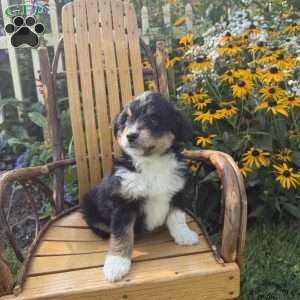 Patrick, Mini Aussiedoodle Puppy