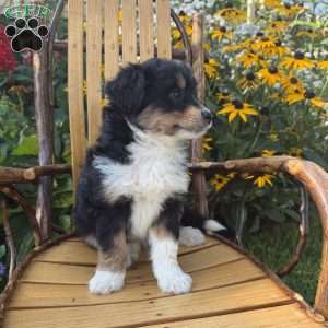 Patrick, Mini Aussiedoodle Puppy