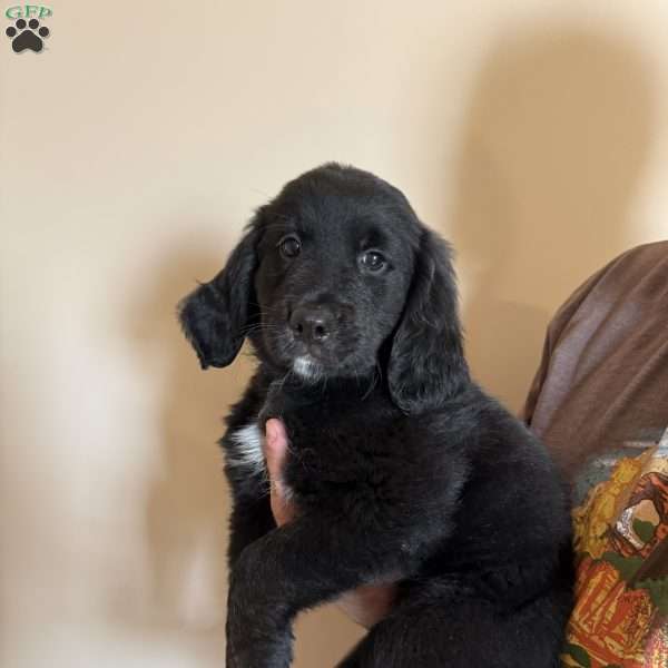 Purple, Bernese Golden Mountain Dog Puppy