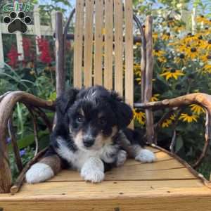 Patrick, Mini Aussiedoodle Puppy
