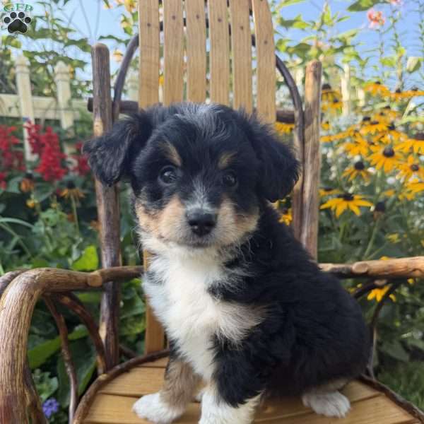 Patrick, Mini Aussiedoodle Puppy