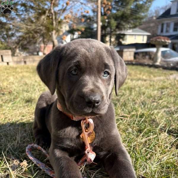 Tulip, Charcoal Labrador Retriever Puppy