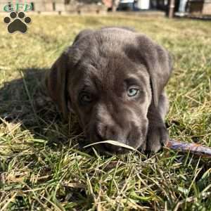 Tulip, Charcoal Labrador Retriever Puppy