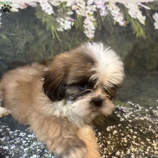 Teddy, Shih Tzu Puppy