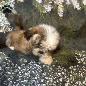 Teddy, Shih Tzu Puppy