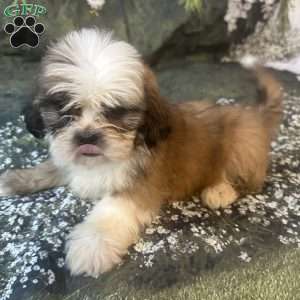 Teddy, Shih Tzu Puppy
