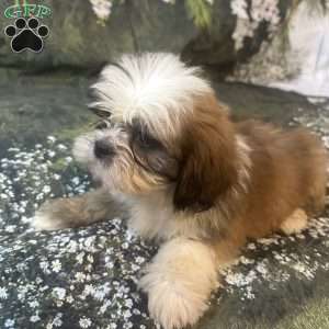 Teddy, Shih Tzu Puppy