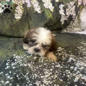 Teddy, Shih Tzu Puppy