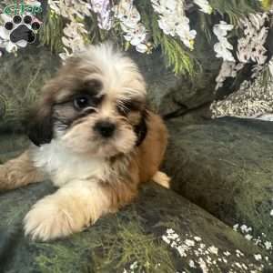 Teddy, Shih Tzu Puppy
