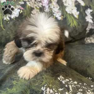 Teddy, Shih Tzu Puppy