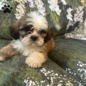 Teddy, Shih Tzu Puppy