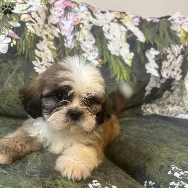 Teddy, Shih Tzu Puppy