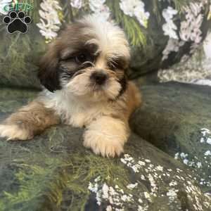 Teddy, Shih Tzu Puppy