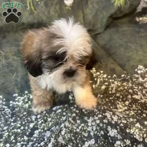 Teddy, Shih Tzu Puppy