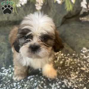 Teddy, Shih Tzu Puppy