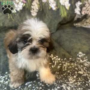 Teddy, Shih Tzu Puppy