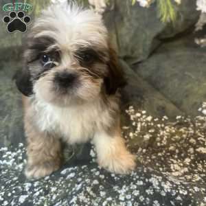 Teddy, Shih Tzu Puppy