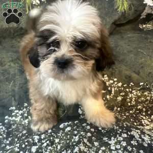 Teddy, Shih Tzu Puppy