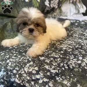 Lola, Shih Tzu Puppy