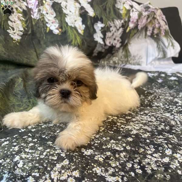 Lola, Shih Tzu Puppy