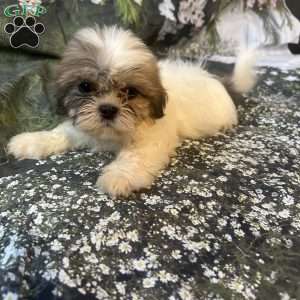 Lola, Shih Tzu Puppy