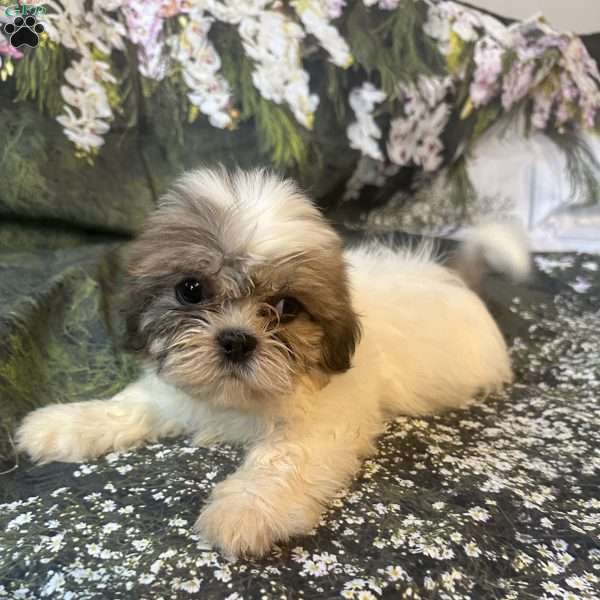 Lola, Shih Tzu Puppy