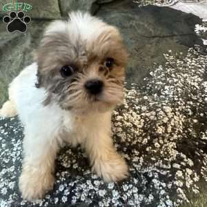Lola, Shih Tzu Puppy