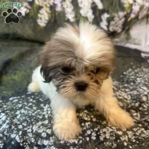 Lola, Shih Tzu Puppy
