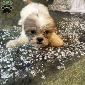 Lola, Shih Tzu Puppy