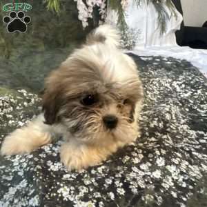 Lola, Shih Tzu Puppy