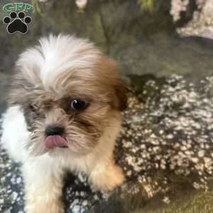 Lola, Shih Tzu Puppy