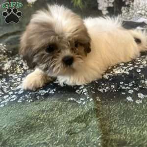 Lola, Shih Tzu Puppy