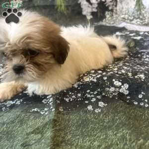 Lola, Shih Tzu Puppy