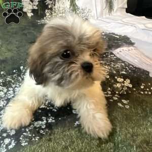Lola, Shih Tzu Puppy