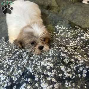 Lola, Shih Tzu Puppy