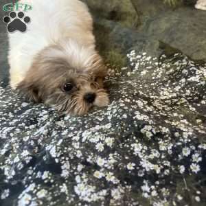 Lola, Shih Tzu Puppy