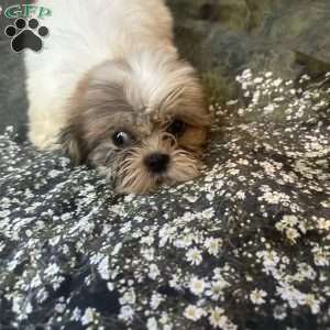 Lola, Shih Tzu Puppy