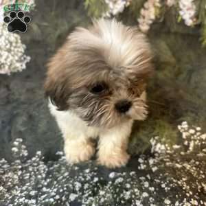 Lola, Shih Tzu Puppy