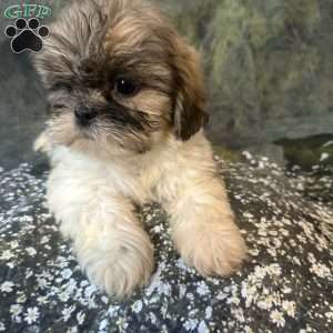 Bella, Shih Tzu Puppy