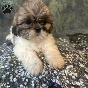 Bella, Shih Tzu Puppy