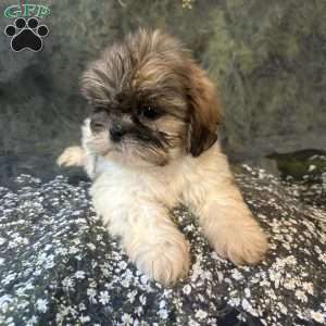 Bella, Shih Tzu Puppy