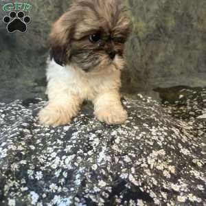 Bella, Shih Tzu Puppy