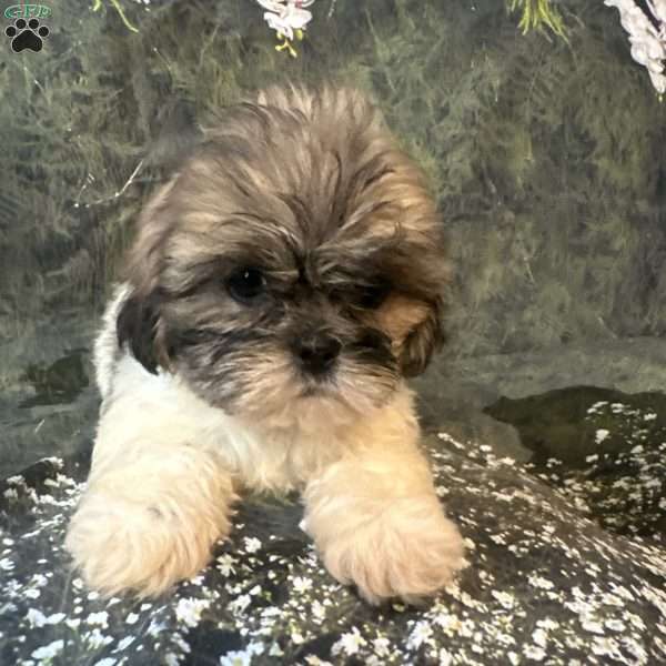 Bella, Shih Tzu Puppy