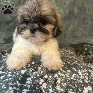 Bella, Shih Tzu Puppy