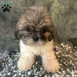 Bella, Shih Tzu Puppy