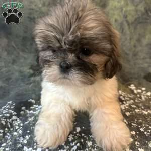Bella, Shih Tzu Puppy