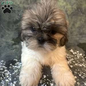 Bella, Shih Tzu Puppy